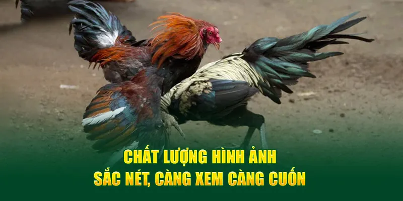 Chất lượng hình ảnh sắc nét, càng xem càng cuốn