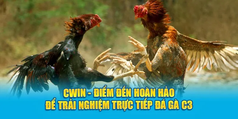 Cwin - Điểm đến hoàn hảo để trải nghiệm trực tiếp đá gà C3