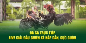 Đá gà trực tiếp