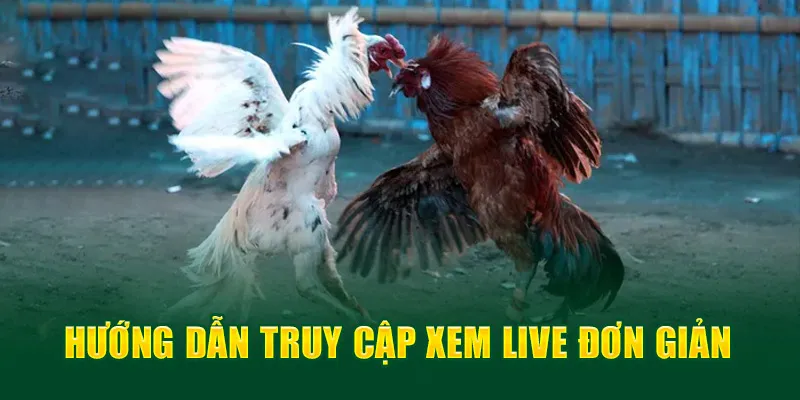 Hướng dẫn truy cập xem live đơn giản