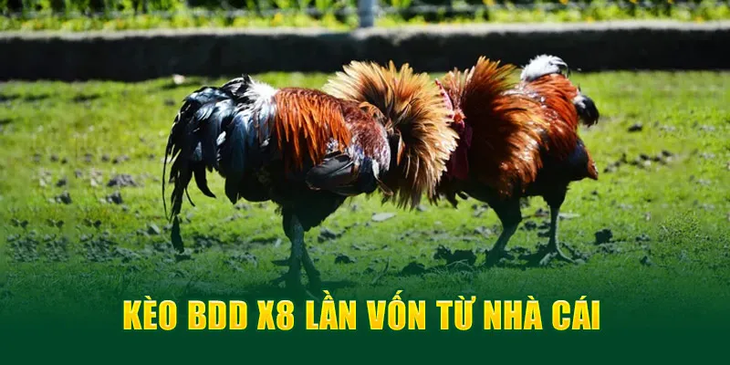 Kèo BDD x8 lần vốn từ nhà cái