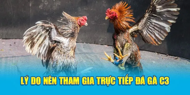 Lý do nên tham gia trực tiếp đá gà C3