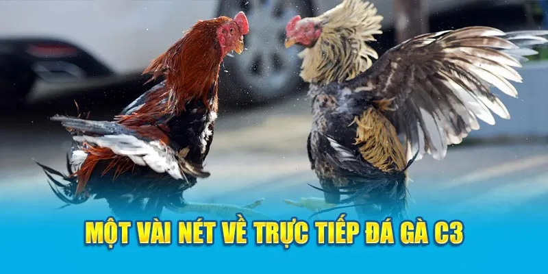 Một vài nét về trực tiếp đá gà C3