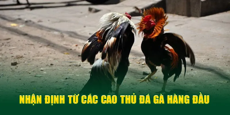 Nhận định từ các cao thủ đá gà hàng đầu