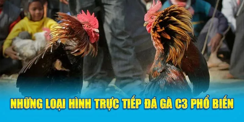 Những loại hình trực tiếp đá gà C3 phổ biến